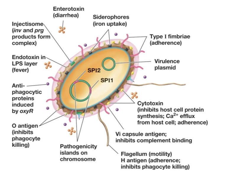 <p>it has several genes that direct invasion that are clustered together on the chromosome as pathogenicity islands </p>