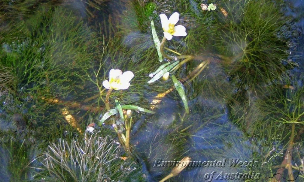 <ul><li><p>Submerged</p></li><li><p>Leaves opposite or whorled</p></li><li><p>Seeds eaten by waterfowl</p></li><li><p>Floating leaves look different than submerged leaves</p></li></ul><p></p>