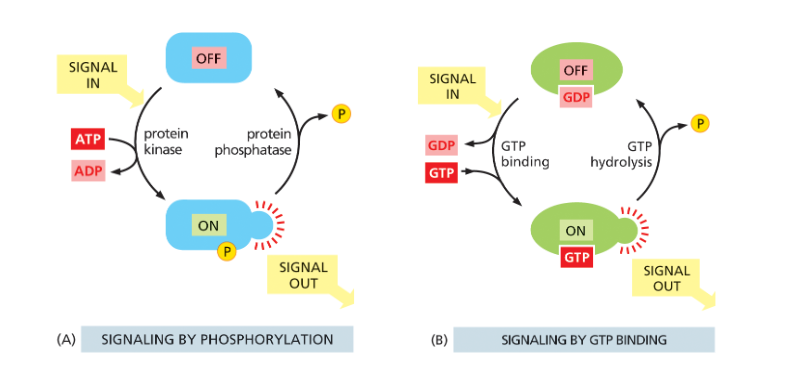 <ul><li><p><strong>regulation by phosphorylation</strong></p><ul><li><p>done by kinases and phosphatases</p></li></ul></li><li><p><strong>regulation by GTP binding/hydrolysis</strong></p><ul><li><p>monomeric G-proteins and trimeric G-proteins</p></li><li><p>both regulated by GAP and GEF proteins (but GAP/GEF mainly focus on monomeric G-proteins)</p></li></ul></li></ul><p></p>