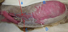 <p>C</p>