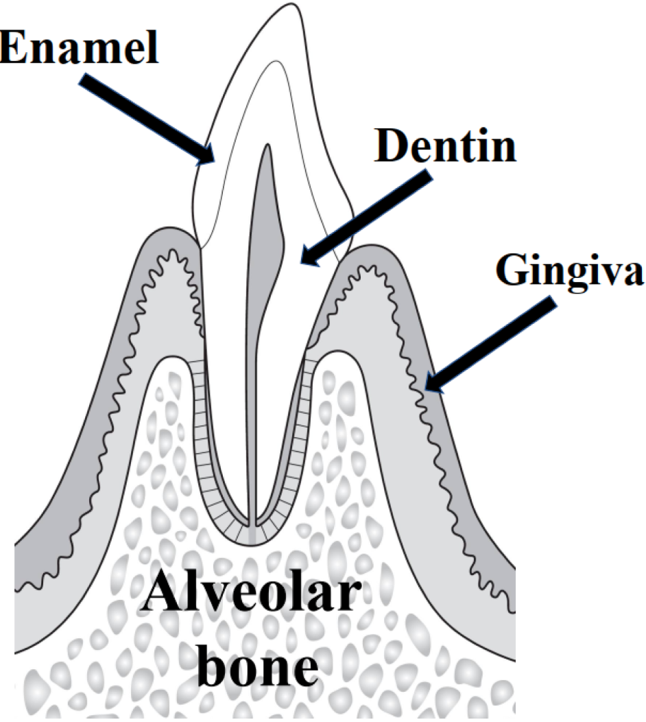 <p>what is the alveolar bone?</p>