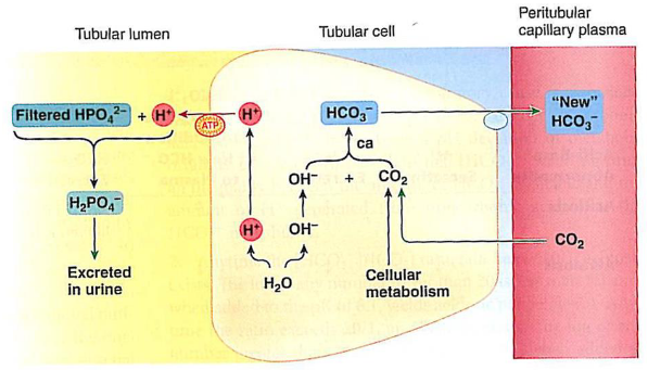 <p><span>This diagram shows how the kidneys </span><span style="color: purple;">generate "new" bicarbonate (HCO₃⁻)</span><span> to balance body pH while </span><span style="color: purple;">excreting </span><span>acid (</span><span style="color: purple;">H⁺) using a phosphate buffer.</span></p><ol><li><p><span>I</span><span style="color: purple;">nside the Tubular Cell (Synthesis)</span></p></li></ol><ul><li><p><span><strong>Water splits:</strong> H₂O inside the cell dissociates into H⁺ and OH⁻.</span></p></li><li><p><span><strong>Carbon dioxide sources:</strong> CO₂ enters from cellular metabolism or blood plasma.</span></p></li><li><p><span><strong>Bicarbonate formation:</strong> </span><span style="color: purple;">Carbonic anhydrase (ca)</span><span> combines CO₂ and OH⁻ to form HCO₃⁻.</span></p></li><li><p><span><strong>Blood absorption:</strong> This "new" HCO₃⁻ moves directly into the </span><span style="color: purple;">peritubular capillary bloo</span><span>d to buffer systemic acidity.</span></p></li></ul><ol start="2"><li><p><span style="color: purple;">In the Tubular Lumen (Acid Elimination)</span></p></li></ol><ul><li><p><span><strong>Active transport:</strong> An ATP-driven pump actively pushes the remaining H⁺ ion out of the cell and into the urine filtrate.</span></p></li><li><p><span><strong>Phosphate buffering:</strong> The secreted H⁺ binds with filtered monohydrogen phosphate (HPO₄²⁻).</span></p></li><li><p><span><strong>Excretion:</strong> This forms </span><span style="color: purple;">dihydrogen phosphate (H₂PO₄⁻), </span><span>safely trapping the acid to be excreted in urine.</span></p></li></ul><p></p>