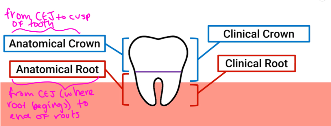 <p>What is the anatomic crown?</p>