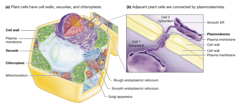 <p>Plant Cell Structures: Key Components</p>