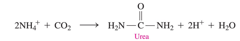 <ul><li><p>removes toxic ammonium ions from amino acid degradation</p></li><li><p>converts ammonium ions to urea in the liver </p></li></ul><p></p>