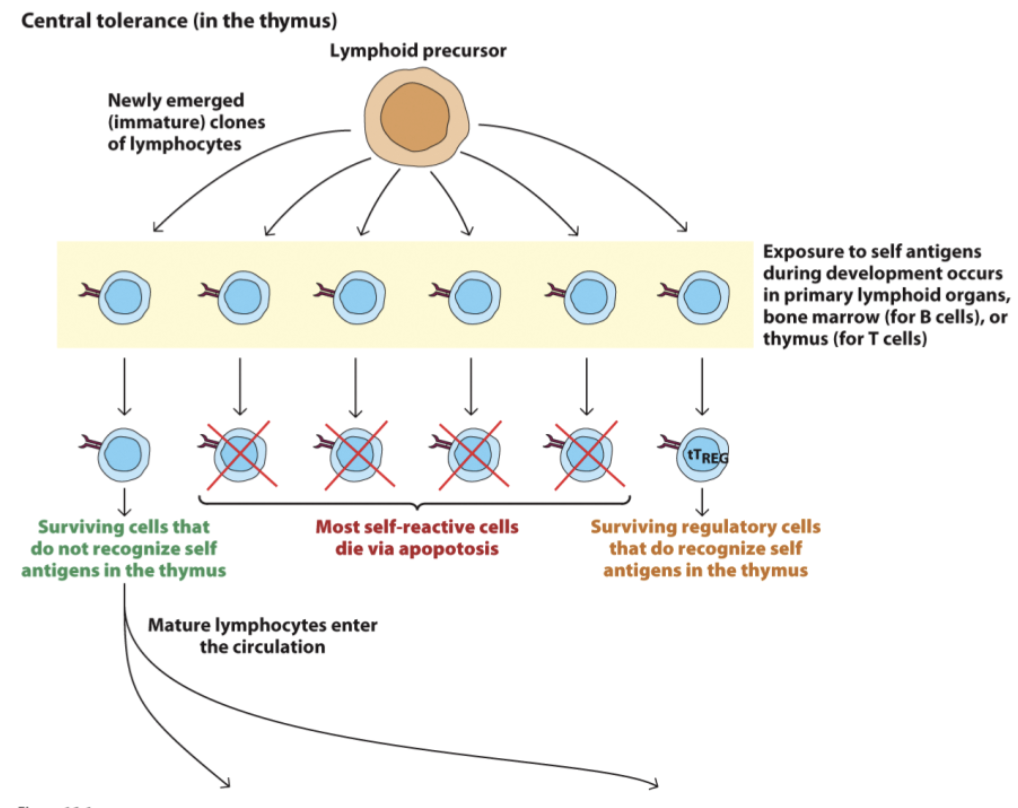 <p>occurs when mature lymphocytes that escaped central deletion are suppressed ; active generation of inhibitory lymphocytes</p>