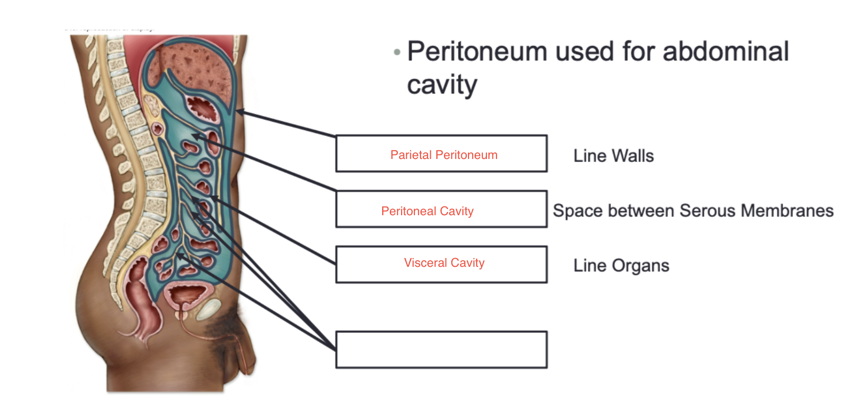 <p>Serous membrane that covers the surface of organs within the abdominopelvic cavity. ex. stomach, liver, and intestines</p>