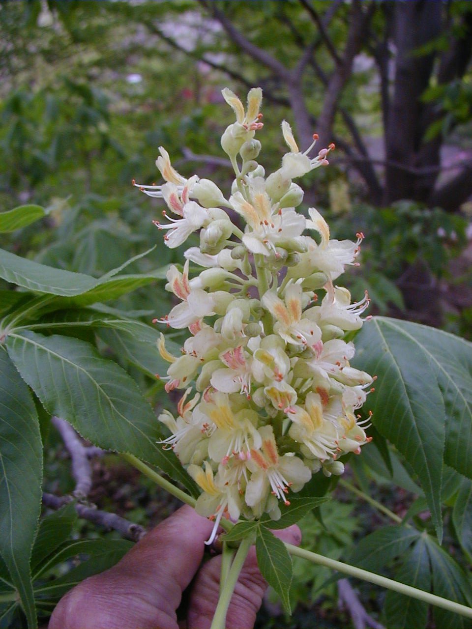 <p>scientific name </p>