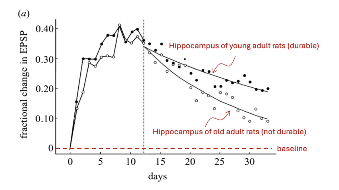 <p>LTP (long-term potentiation)</p><p><em>what is it?</em><br><em>5 characteristics</em><br><em>LTP induction vs decay</em></p>