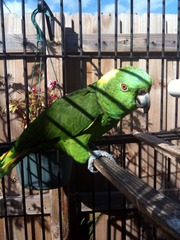<p>little parrots</p>