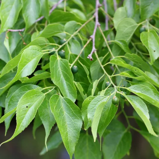 <p>N Celtis occidentalis</p><p>Up to 60’ tall</p><p>Asymmetric leaves with curved tip</p><p>Hard seeds persist through winter - important for migrating birds</p><p>High pH and clay soils</p>