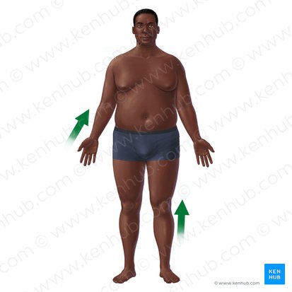 <p>Proximal</p>