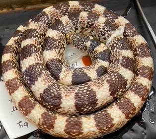 <p>What species is this</p>