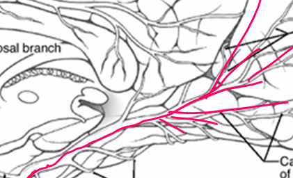 <p>What <strong>artery </strong>is this?</p><p>Hint: Mainly occipital lobe</p>