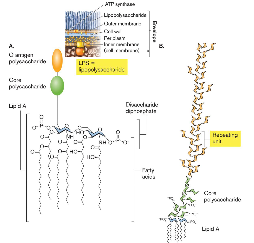 <ul><li><p><strong>Reminder: </strong><span><strong>All Gram-negative bacteria have an outer membrane with LPS, major permeability barrier</strong></span></p></li><li><p>O-antigen: Repeating polysaccharide; composition varies between strains. </p></li><li><p>Core polysaccharide: Relatively conserved carbohydrate region. </p></li><li><p>Lipid A: Anchors LPS in the outer membrane</p></li><li><p><span>LPS act as endotoxin = molecules that are harmless when pathogen is intact, but become toxic and activate immune response when it is released from a lysed cell</span></p></li></ul><ul><li><p>LPS also contributes to the outer membrane permeability barrier</p></li></ul><p></p>