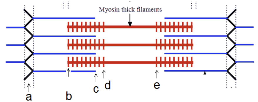 <p>Which distance shortens during contraction?</p>