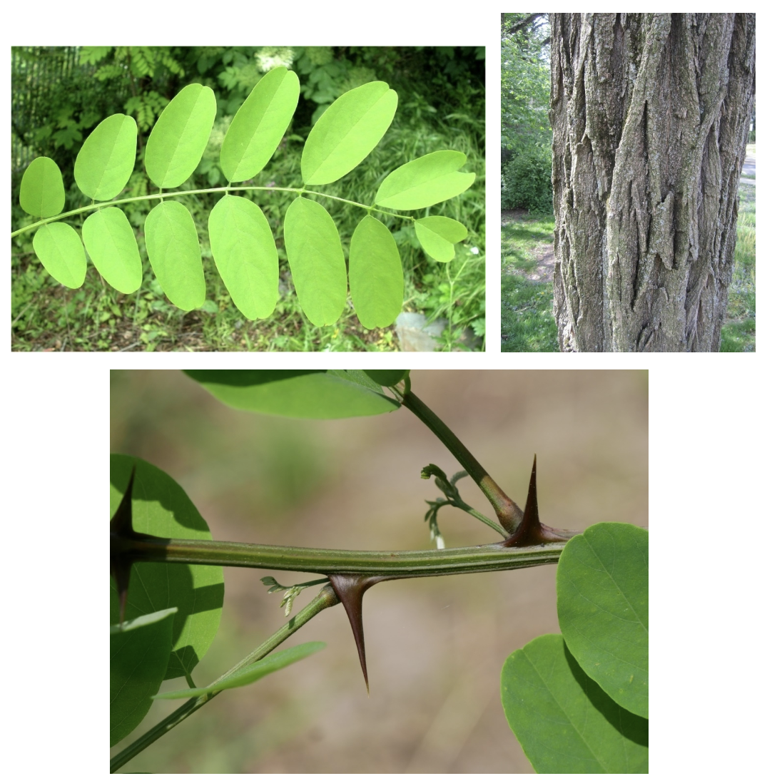 <p>(Invasive, warme, open bossen (= eiken-haagbeukenbos) of in bosranden)</p>