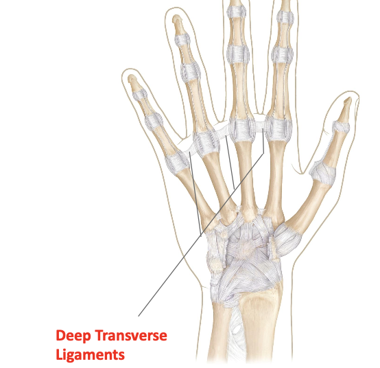 <p>Connects the palmar ligaments of metacarpals 2-5<br>Holds the head of the metacarpals together</p>