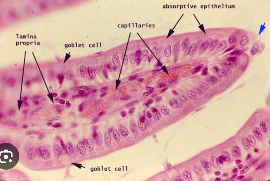 <ul><li><p>a vilus </p></li><li><p>simple columnar epithelium </p></li><li><p>lamina propia </p></li><li><p>goblet cells (+ function)</p></li><li><p>smooth muscle layers </p></li></ul><p></p>
