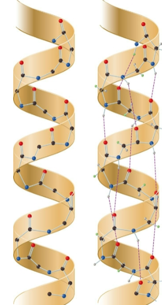 <p>a. 3rd, b. hydrogen.</p>