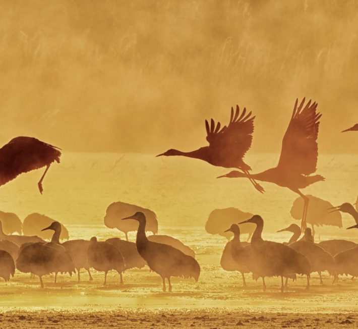 <p>In the wild</p><ul><li><p>Understand normal behaviour</p></li><li><p>Detect environmental changes</p></li><li><p>Identify threats</p></li><li><p>Improve habitat management</p></li></ul><p>In captivity</p><ul><li><p>Design appropriate environments</p></li><li><p>Support species-typical behaviour</p></li><li><p>Improve welfare</p></li><li><p>Support successful reproduction</p></li></ul><p>Successful conservation is not just about keeping animals alive. It also requires understanding the behaviour they need to survive and reproduce.</p><p></p>