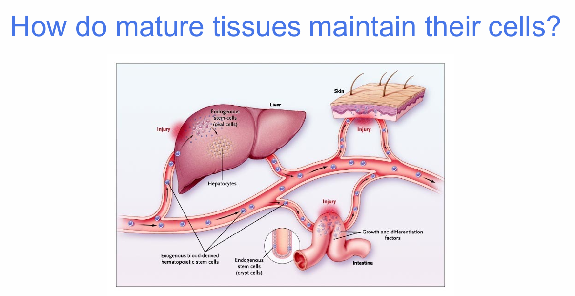 <p>What determines how mature tissues maintain their cells?</p>