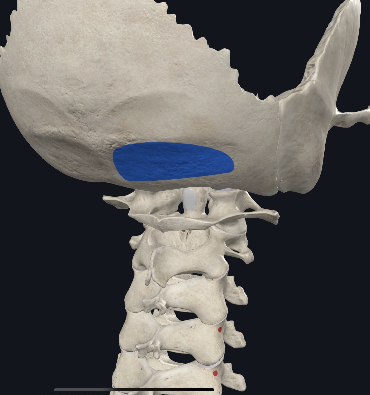 <p>Medial to and with semispinalis capitis </p>