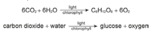 <ul><li><p>light energy trapped by green pigment chlorophyll, transformed into chemical energy which is stored in chemical bonds of organic molecules (e.g glucose, starch)</p></li><li><p>consists of series of metabolic reactions in chloroplasts, light dependent or light independent</p></li></ul><p></p>