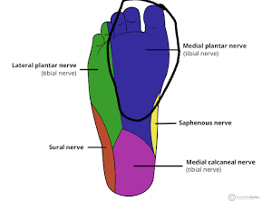 <p>Summerize the <strong>medial plantar nerve</strong>.</p>