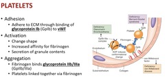 <p>-fibrinogen (blue beeds in pic) binds glycoprotein IIb/ IIIa (receptors on platelet in pic)</p>