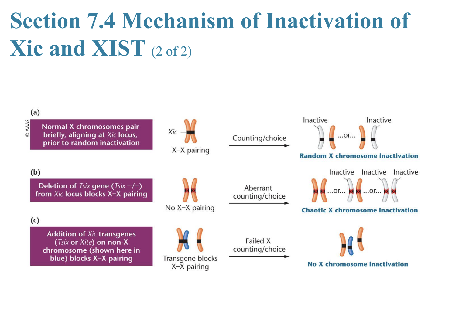 <ul><li><p>Xic: X inactivation center</p></li><li><p>X-inactive specific transcript (XIST)</p></li><li><p>Xic</p></li><li><p>Tsix and Xite</p></li></ul><p></p>
