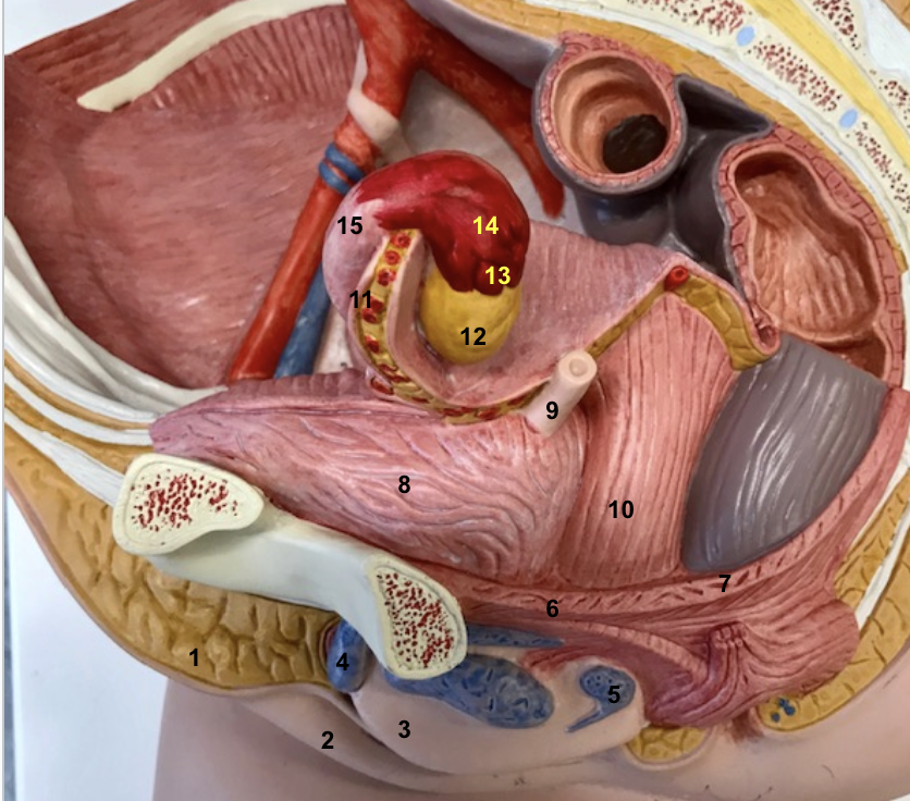 <p>13 - fimbriae</p>