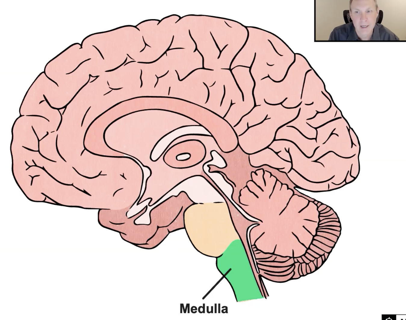 <p>Hindbrain: Medulla</p>