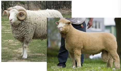 <p>sheep breed with medium wool, England 1200s to US 1860s, 27-33u</p>
