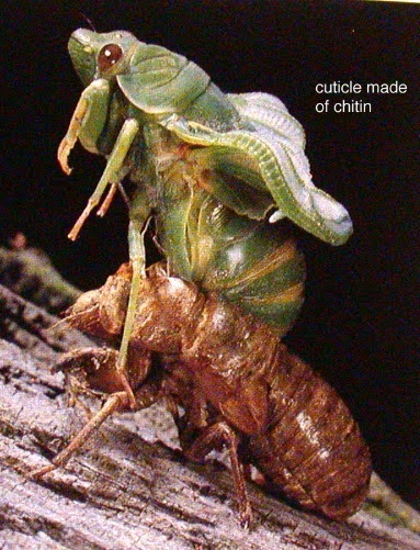 <p>carb polysaccharide used by arthropods (insects, spiders, crustaceans) to build their exoskeletons; also found in fungi to build their cell walls</p>