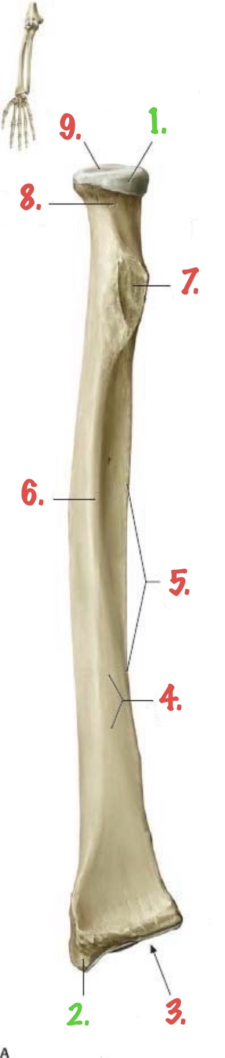 <p>Identify 7.</p>