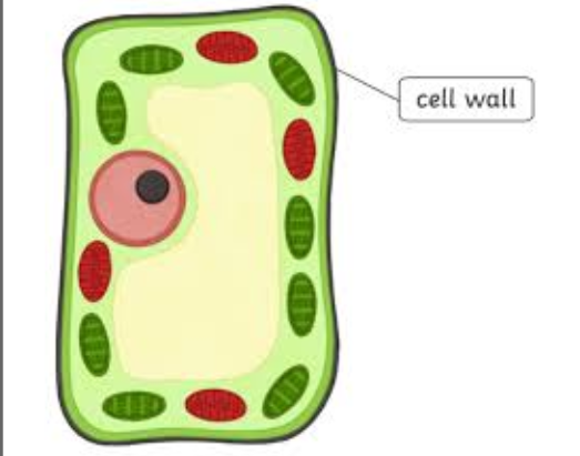 <p><span style="background-color: transparent;">A rigid outer layer that provides support and protection for plant cells, bacteria, and fungi.</span></p>
