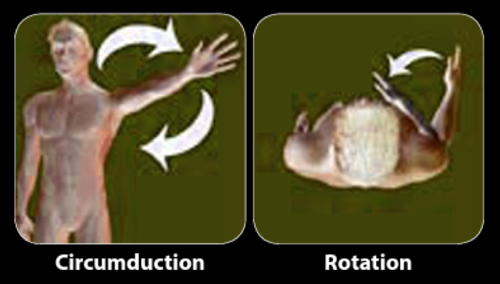<ul><li><p>Circumduction - circular movement by combining flexion-extension with abduction and adduction</p></li><li><p>rotation - bone rotates along its longitudinal axis to create internal or external rotation</p></li></ul><p></p>