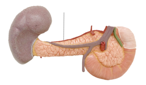 <p><span>Name the structure</span></p>