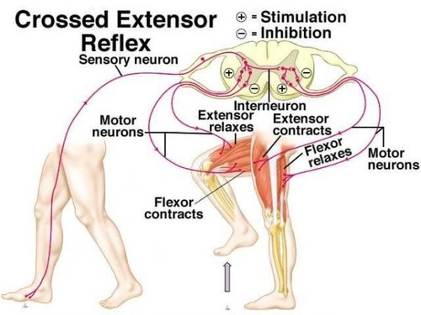 <p>Opposite limb stabilizes</p>