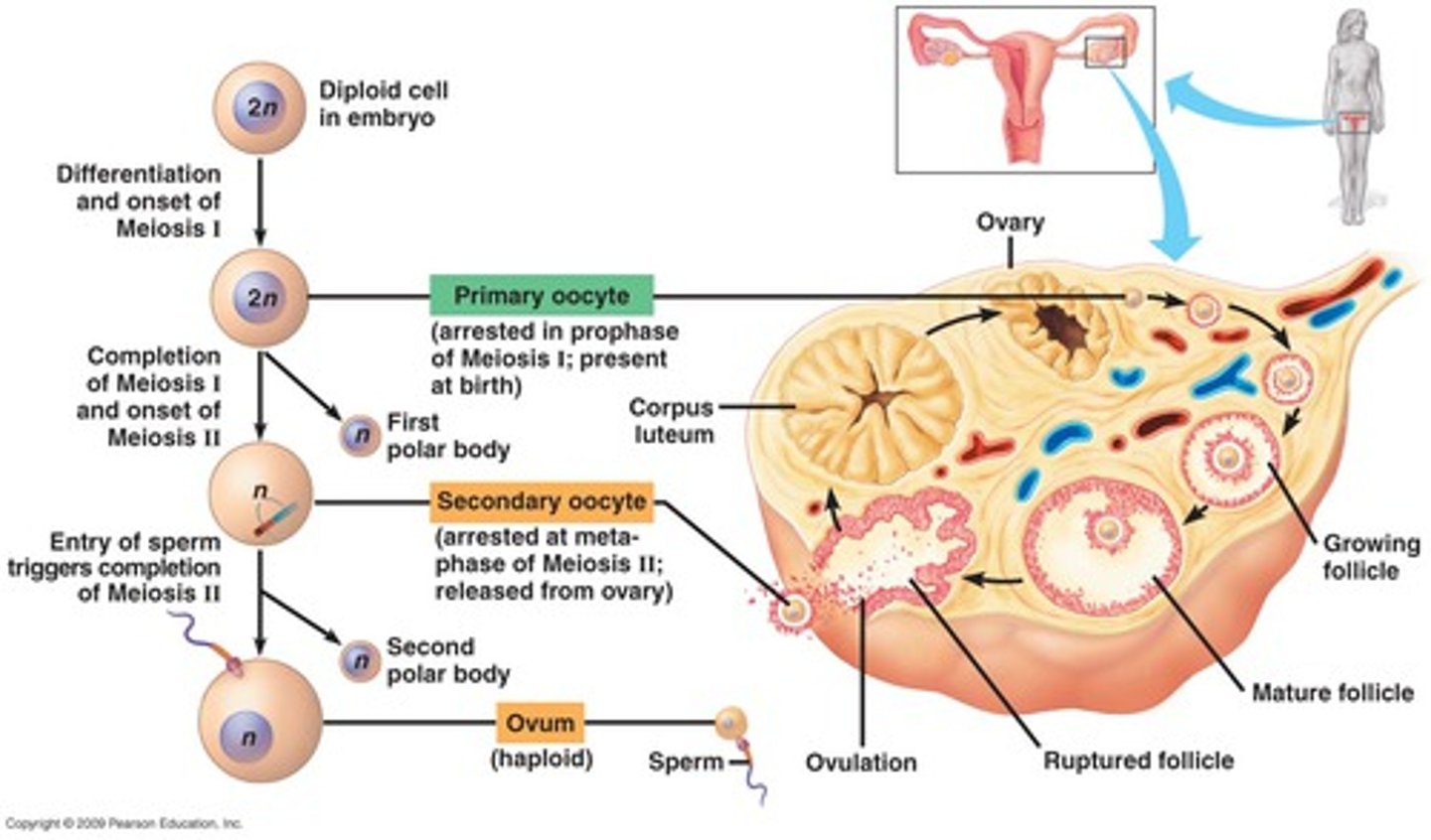 <p>A haploid cell resulting from meiosis I in oogenesis, which will become an ovum after meiosis II.</p>