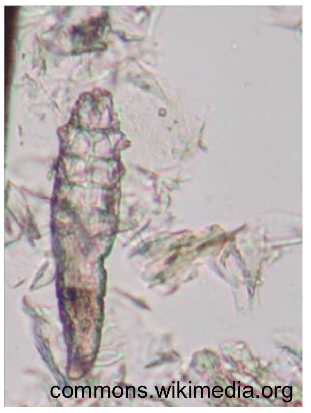 <p>What is this species of medical and veterinary importance </p>