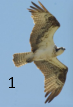 <p>crooked wrist’ in flight; lacks supraorb ridge; broad black eye stripe</p>