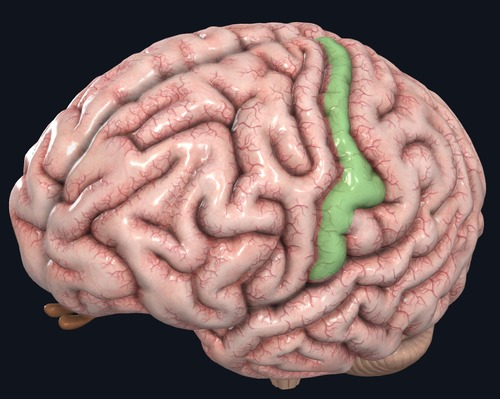 <p>Site involved with processing of tactile and proprioceptive information</p>