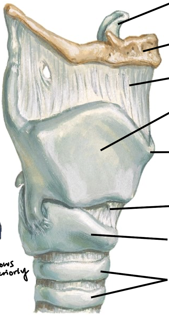 <p>Review the components of the larynx from the anterior view.</p>