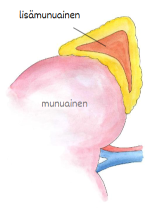 <p>Mitä hormoneja lisämunuaisen kuorikerros erittää ja mitkä ovat niiden tärkeimmät tehtävät?</p>