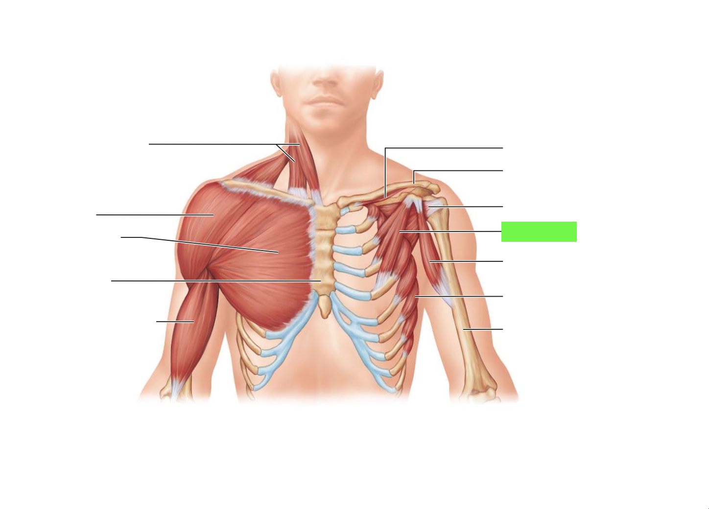 <ul><li><p>Stabilizes scapula - pulls scapula forward or down</p></li></ul><p></p>