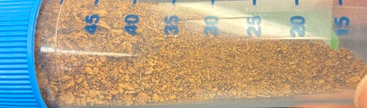 <p>bones in dirt</p>