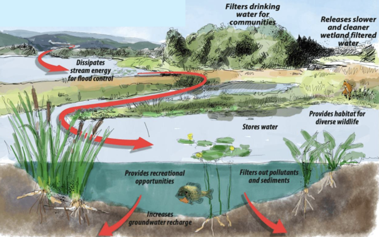 <p><span style="background-color: transparent;">Among the most productive systems on Earth</span></p><ul><li><p><span>Water Quality Improvement</span></p></li><li><p><span>Flood Attenuation</span></p></li><li><p><span>Carbon Sequestration</span></p></li><li><p><span>Wildlife Habitat</span></p></li></ul><p></p>
