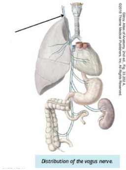 <p>Identify + describe the nerve </p>